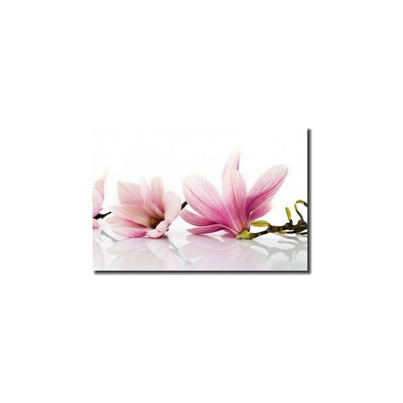 Tištěný obraz - Růžová magnolie