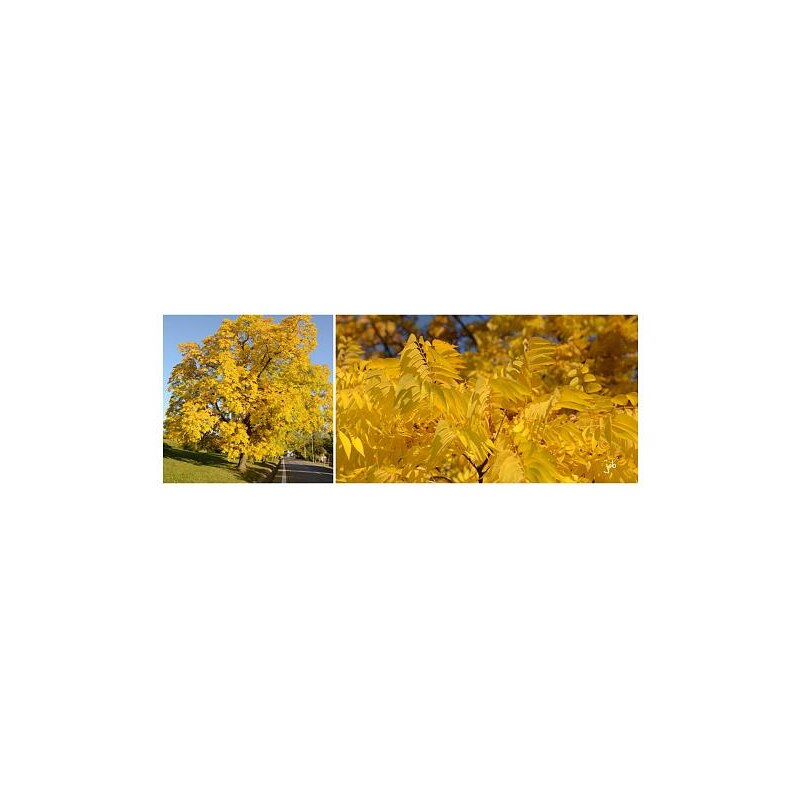 Obraz FENG-SHUI země-Podzimní variace