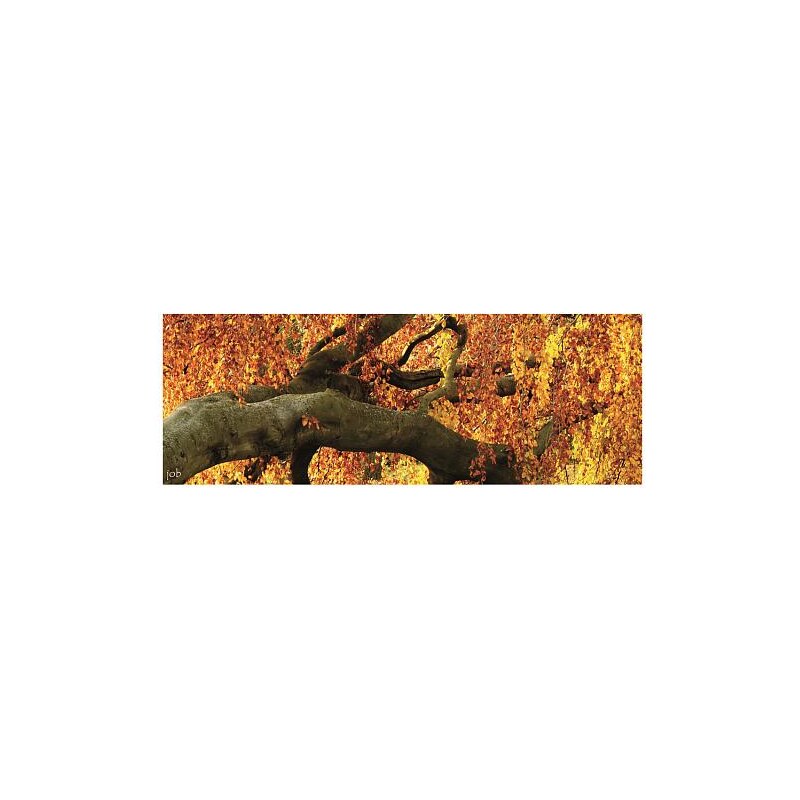 Obraz FENG-SHUI země-Zlatý strom