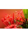 Malvis Obraz včela na květech