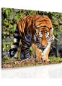 Malvis Dvoudílný obraz tygr