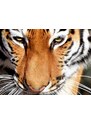 Malvis Dvoudílný obraz tygr