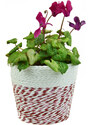Květináč červeno-bílé kombinace s igelitovou vložkou