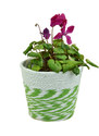 Květináč zeleno-bílé kombinace s igelitovou vložkou