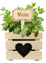 AMADEA Dřevěný zápich - cedulka na bylinky Máta, výška 20 cm, český výrobek
