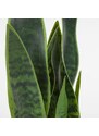 Umělá květina Kave Home Sansevieria