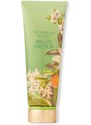 Victoria's Secret tělové mléko Melon Drench Fragrance Lotion 236 ml
