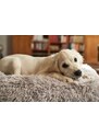 DogSpace Lassie tlaková branka pro pejsky, 73-80 cm bílá