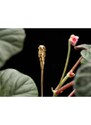 Opěrná tyč k rostlinám Garden Glory Flower Stick Organic