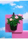 Sinsay - Květináč na zábradlí - černá